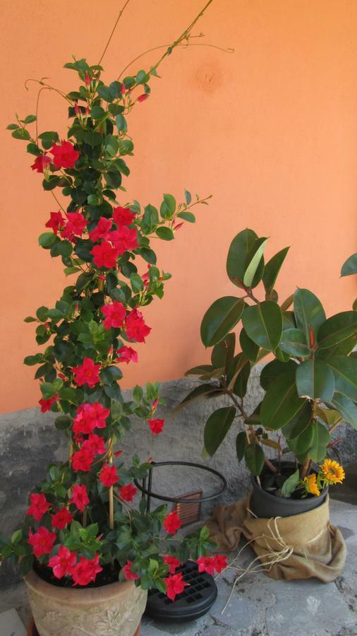 B&B Agora Sarzana Dış mekan fotoğraf